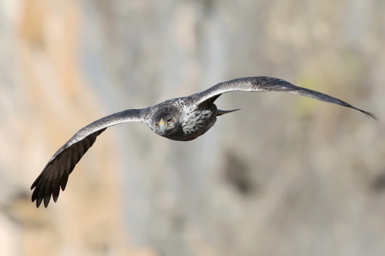 Una àguila cuabarrada volant pel municipi