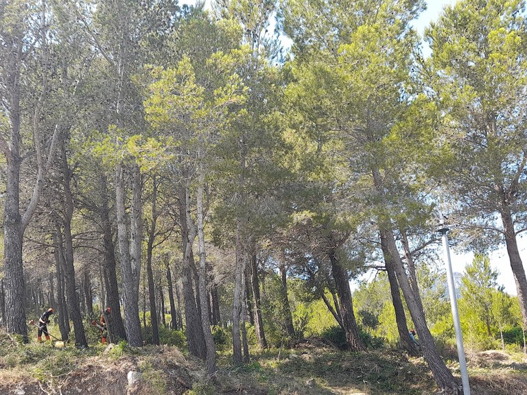 Imatge dels treballs forestals fets a la urbanització Vanessa Park