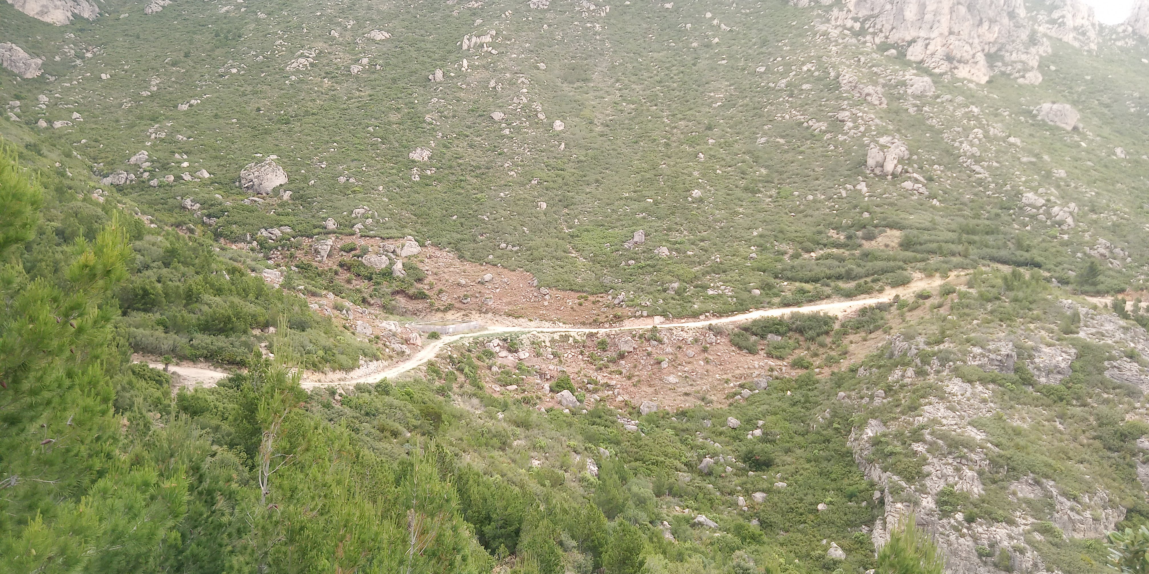 Forest de l'Aigualcoll