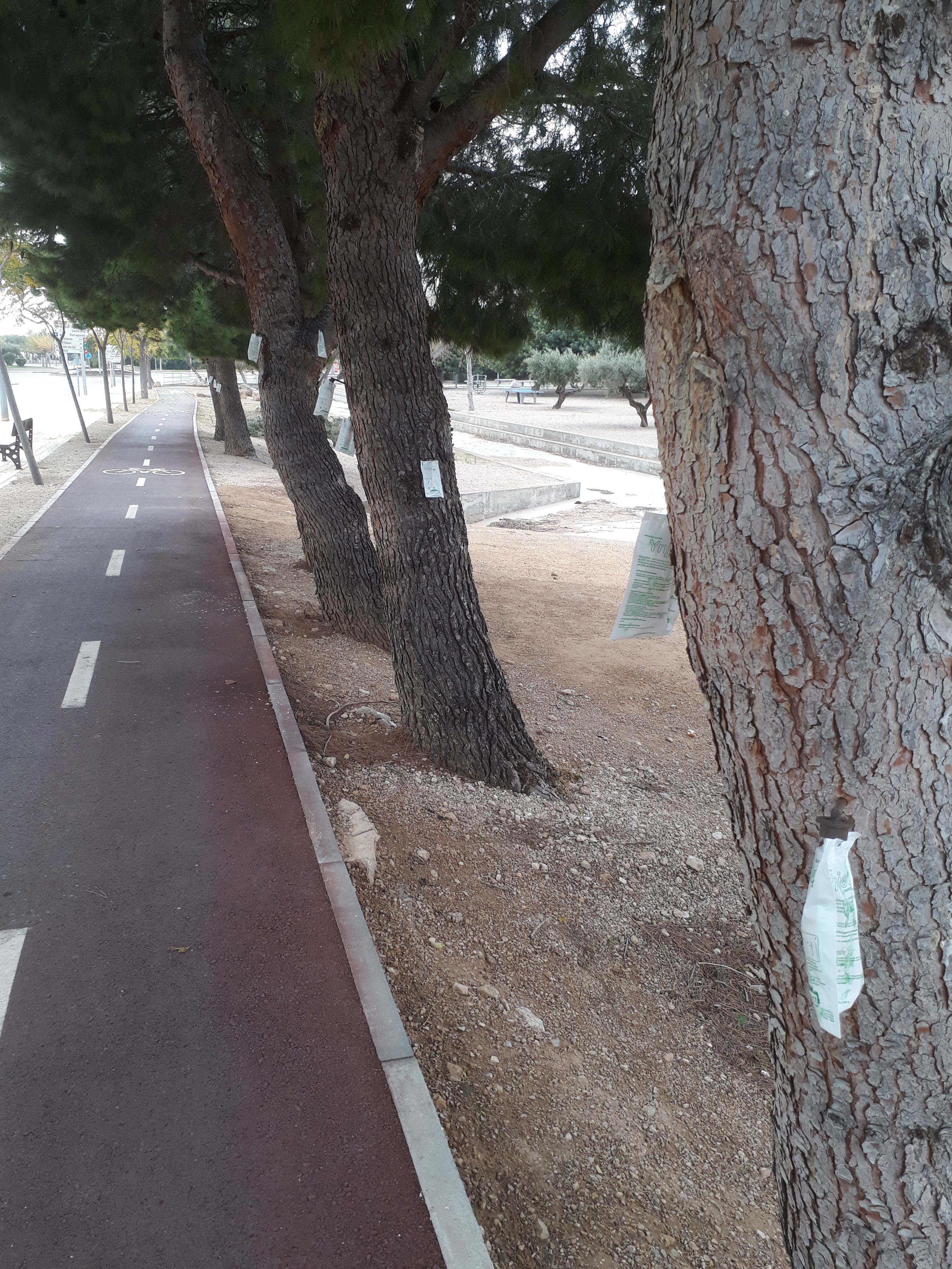  Imatge del tractament preventiu mitjançant l’endoteràpia fet a la tardor en uns pins de titularitat municipal