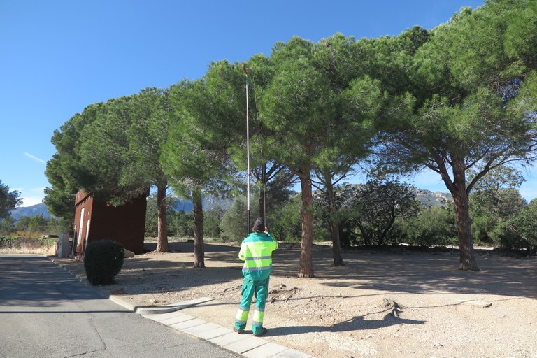 Imatge de la retirada manual de bosses niu amb les erugues per part del personal del departament de Medi Ambient de l'Ajuntament